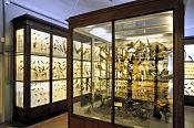 la specola zoologie 8-2017 0768